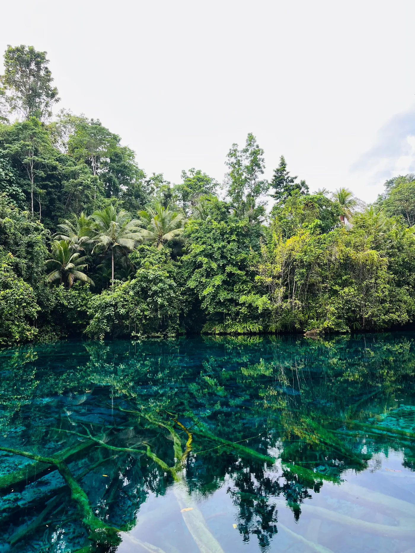 Clear turquoise water and submerged tree branches beneath rainforest reflections at Paisu Pok Lake on Peleng Island