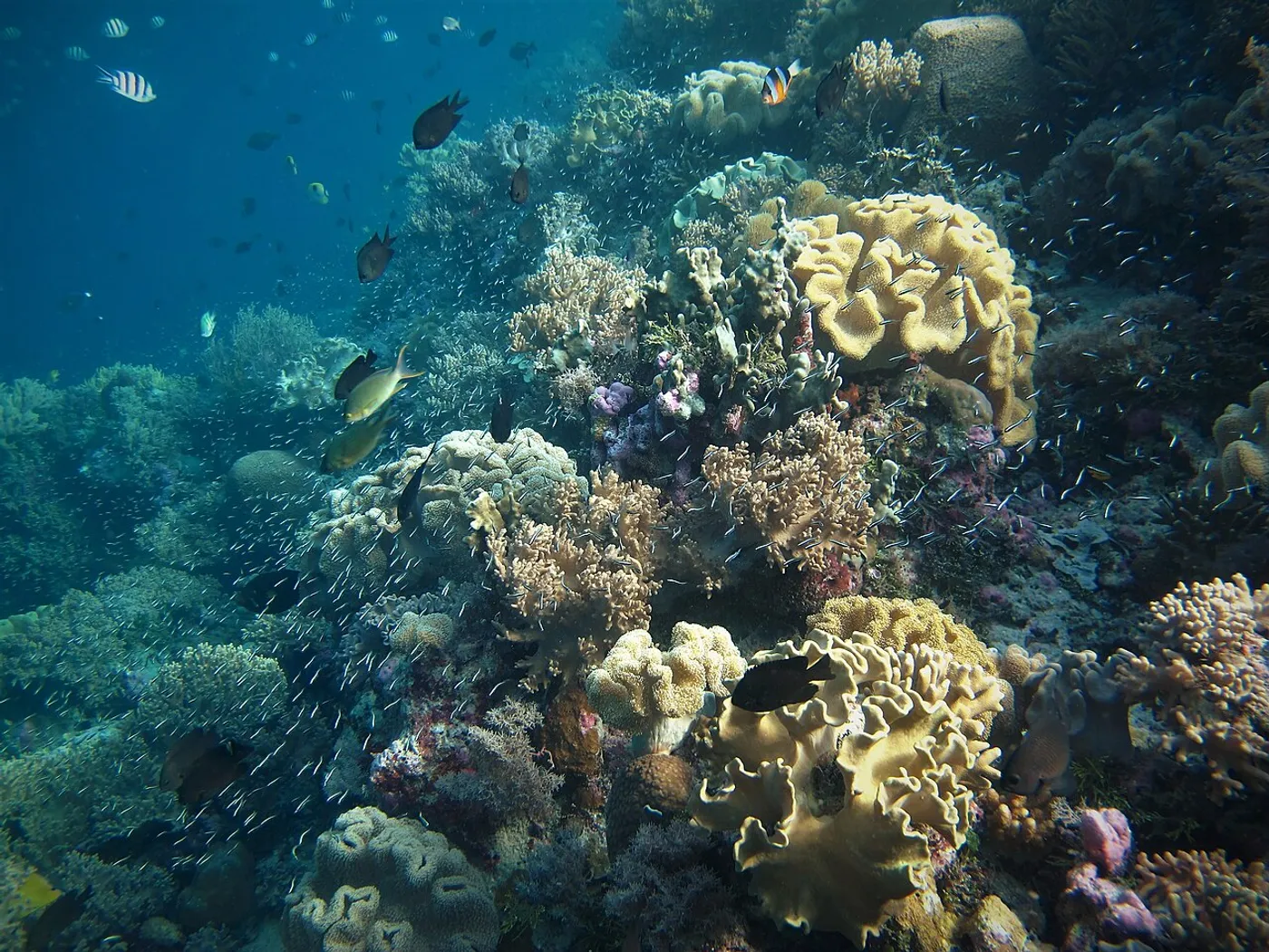Tropical reef fish swim above a diverse shallow coral reef in Wakatobi National Park