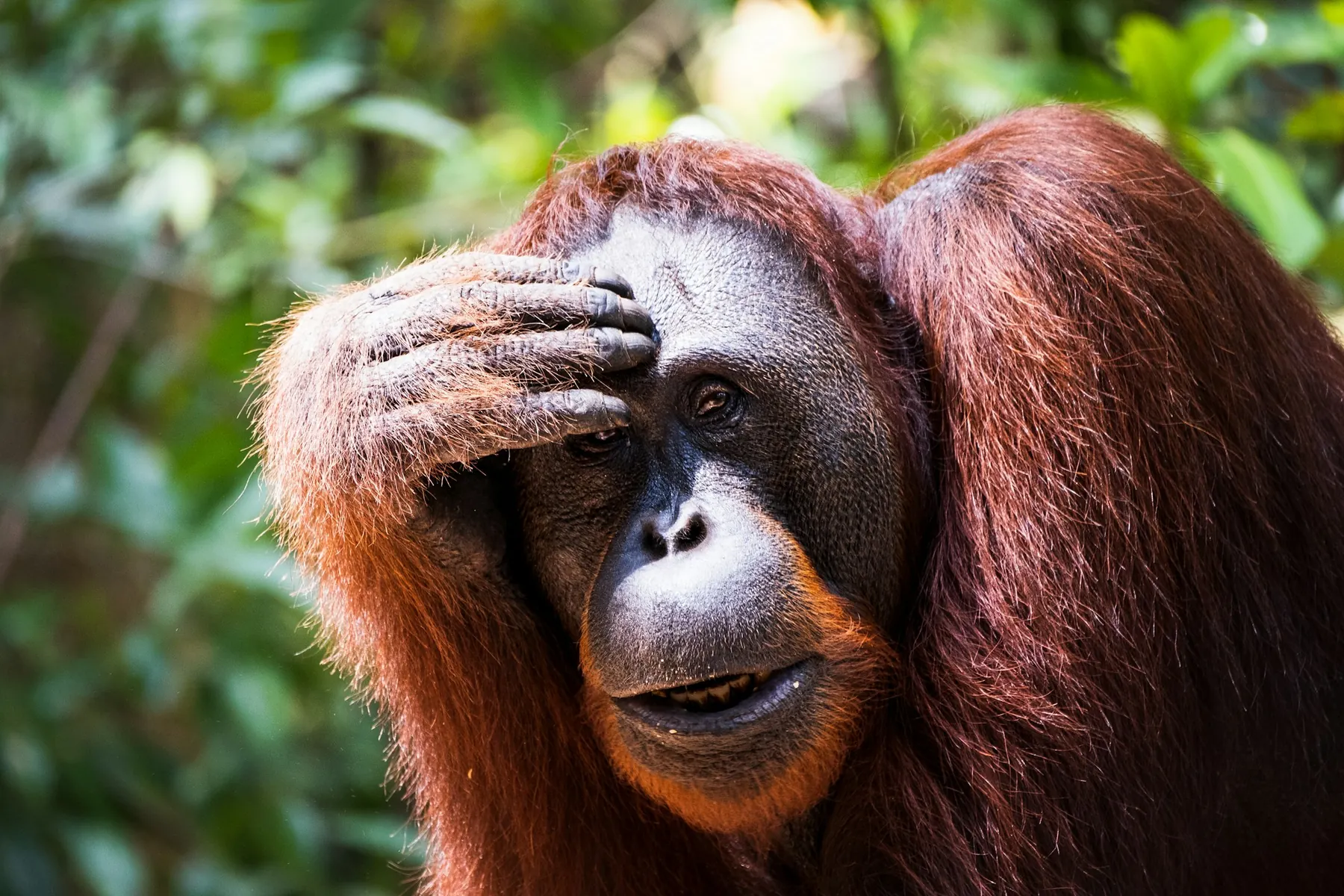 An orangutan in Tanjung Puting National Park, Kalimantan, with green forest behind it.